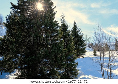 snowy alpine mountain landscape with fir trees