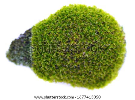 Green beautiful moss isolated on a white background.