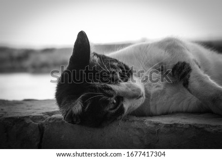 Black and white close-up picture of a cute cat in Valletta in Malta
