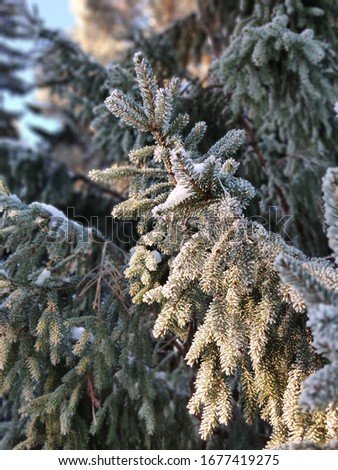 Fir-tree branch photo. Winter forest photo