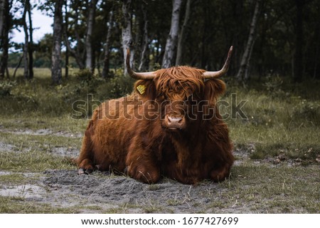 A picture of a highland cattle in Texel, Nederland 