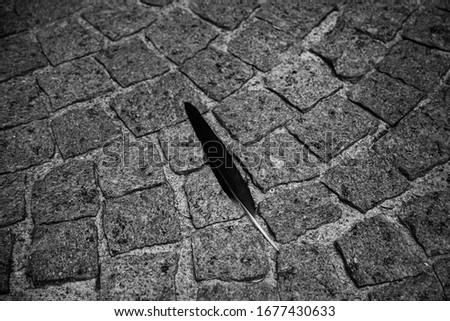 Bird feather on antique cobblestone floor. Monza, Lombardy, Italy. Black and white photo.