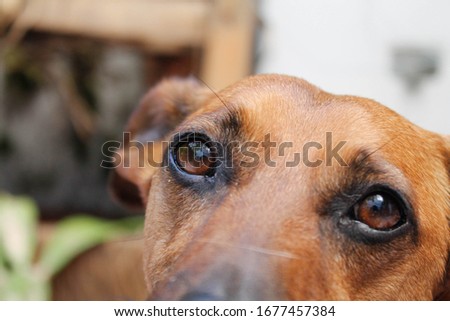 Close up of a really cute dog eye