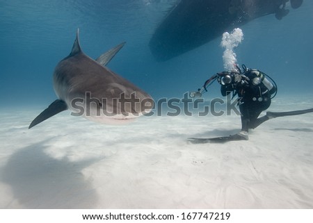 Underwater Photographer takes a picture of a tiger shark.