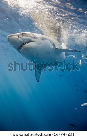 Great white shark near surface.