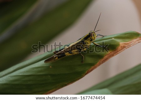 Close up picture of "belalang kunyit" or Javanese grasshopper in between turmeric leaves.