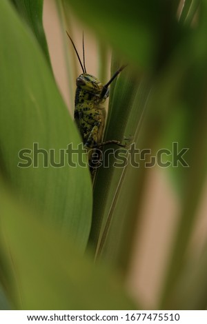 Close up picture of "belalang kunyit" or Javanese grasshopper in between turmeric leaves.