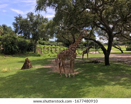Group of Giraffe Walking Around