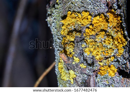 yellow lichen on a tree trunk