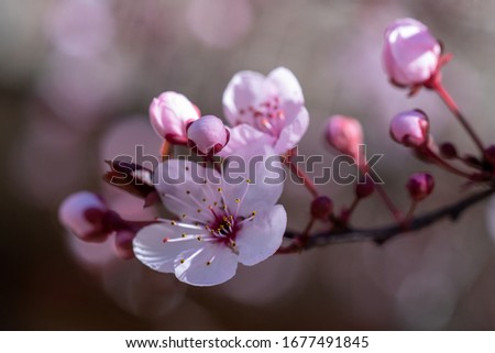 A closeup on blooming plum tree flowers