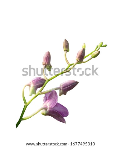 Beautiful orchid flower with isolated on white background and natural background.  Bouquet of purple, pink and white.