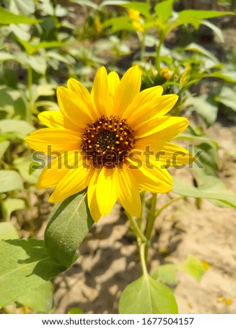 Sunflower in field. Closeup of yellow sun flower. Farming concept. Background, nature, summer, seed, circle, petals.
