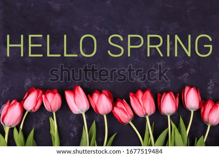 Hello spring text sign, beautiful pink tulips on black rustic background flat lay with space for text. Greeting card.