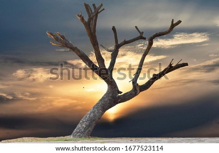 
Dry trees and sunset lighting are perfect for using backgrounds and designs.