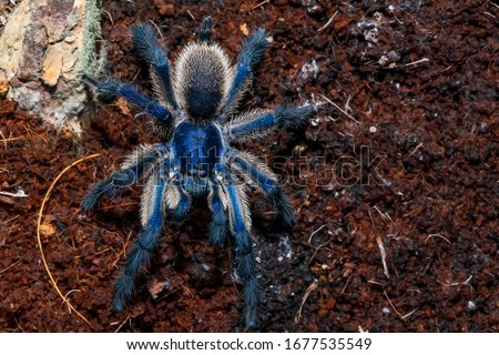 Photo of a male Monocentropus balfouri, commonly known as "Socotra island blue baboon".   