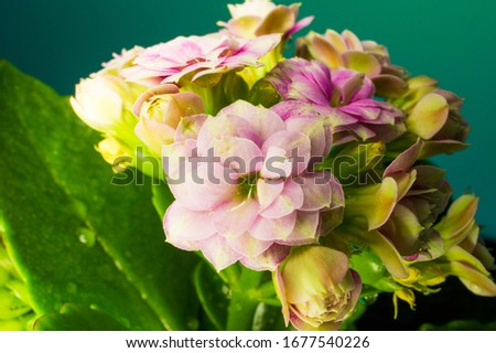 Blooming Kalanchoe. Home plant. Photo on a green background.