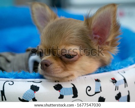 Close-up of the head a long coat apple head Chihuahua puppy brown color. Shiny brown hair and dark brown nose sleeping on the bed.