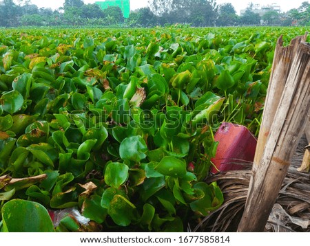 A lake filled with water hyacinth plants.