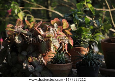 Beautiful leaves in the sunlight Freshness from nature closely occurs naturally.