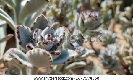 Velvety Kalanchoe Tomentosa succulent   also known as panda plant and chocolate soldier. Its leaves are grayish-green with dark brown teeth along the tips of the margin.