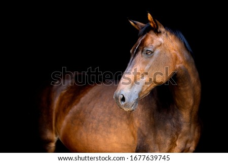 A horse portrait on a black background
