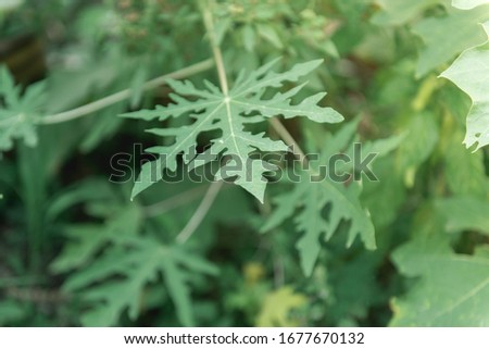 leaf green for business for background and printing
