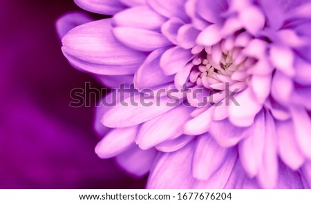 Retro art, vintage card and botanical concept - Abstract floral background, purple chrysanthemum flower. Macro flowers backdrop for holiday brand design