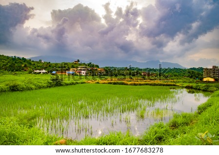 Paddy Fields of Karjat, Dist. Raigad, Maharashtra in Monsoons...  Royalty-Free Stock Photo #1677683278
