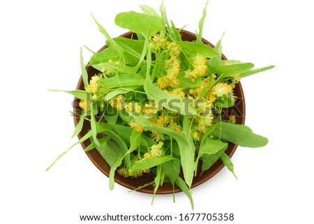 Linden flowers isolated on a white background