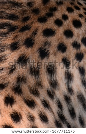Cheetah skin and black spots  Has brown background hair