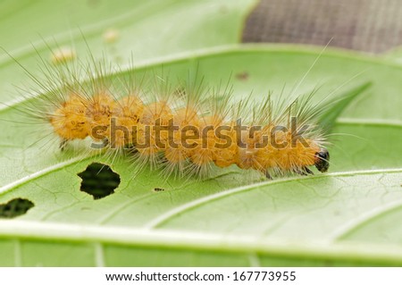 Caterpillar in the green leaf  