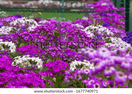 An Image of Beautiful Blooming Purple Flowers in the Garden. Focus over the Central Part of Flowers.