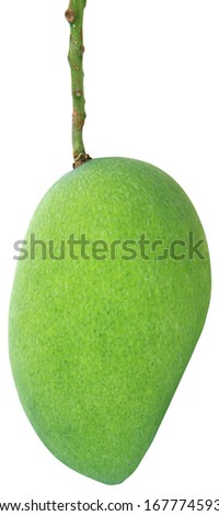 Green mango isolated on white background. Raw mangoes has a green skin, striped with white dot. The mangoes are rich in vitamin A and C. Good source of beta-carotene.