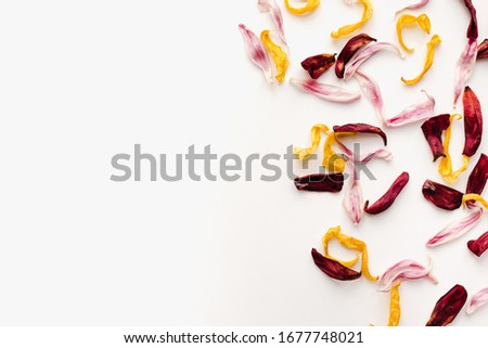 colored petals, petals on a white background, tulip petals
