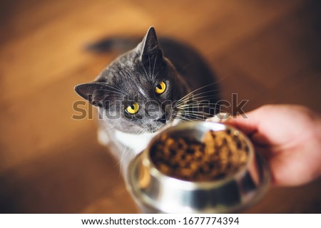  A cute grey domestic hungry cat with yellow eyes ask for dry food, which is in a bowl in the person's hand. Feeding a pet. Royalty-Free Stock Photo #1677774394