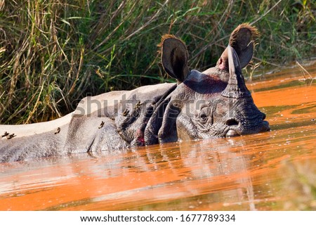 Greater One-horned Rhinoceros, Indian Rhinoceros, Asian Rhino, Rhinoceros unicornis, Wetlands, Royal Bardia National Park, Bardiya National Park, Nepal, Asia Royalty-Free Stock Photo #1677789334