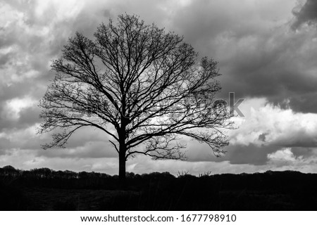 Silhouette of a lonely tree against a cloudy sky in monochrome