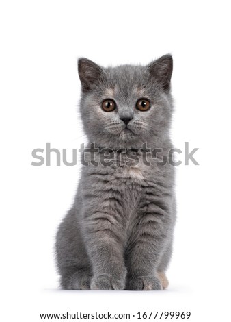Cute blue tortie British Shorthair cat kitten, sitting proudly up facing front. Looking straight at camera with brown eyes. Isolated on white background. Royalty-Free Stock Photo #1677799969