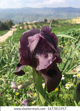 The Black Iris. One of the rarest flowers in the world. I took this picture in April. Salt, Jordan just outside Amman.