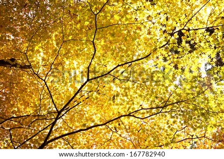 autumn background for adv or others purpose use