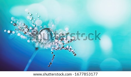 Beautiful big dew drop of water on dandelion macro flower, soft selective focus.Sparkling many droplets water on bright blue background. Amazing colorful artistic image of nature.