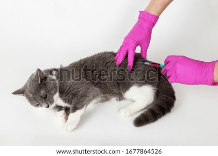 Cat at the reception of the vetinar, vaccinate, hands in medical gloves hold a syringe with medication. The concept of pet treatment, vaccination.