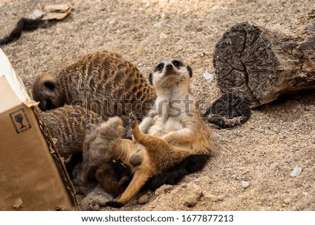 Some meerkats in a zoo