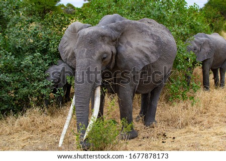Female elephant walking near a tree on the yellow grass of the savanna of Tarangire National Park, in Tanzania