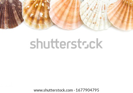 
White isolated background and sea and ocean shells (scallops) on top of an even strip. Space for text and space to fill. Template for inscriptions and mollusks