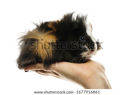 bicolor guinea pig on a hand white isolated