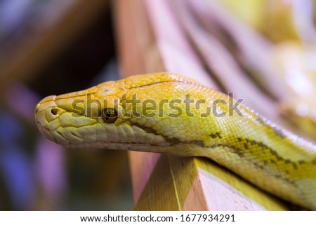 head python yellow pattern on a table edge
