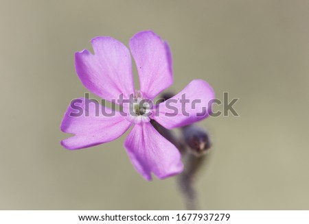 Silene species campion catchfly delicate pink flower with whitish stamens on blurred green background flash lighting