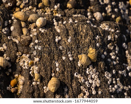 Background. Texture. Wall of a stone house lined with small shells in Norway. 