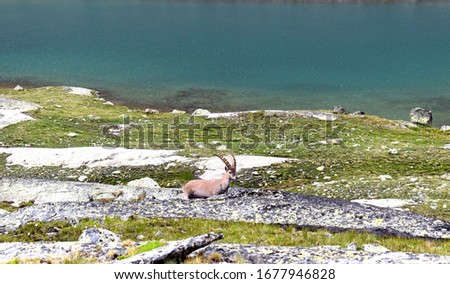 ibex walking near a lake